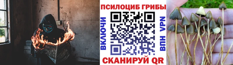 Псилоцибиновые грибы мицелий Голицыно